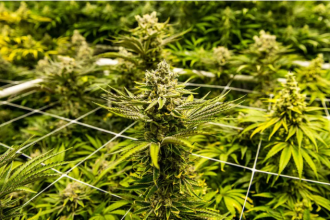 Does weed make you feel insecure?