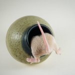 How To Get Rid Of Rat Without Killing Them