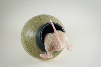 How To Get Rid Of Rat Without Killing Them