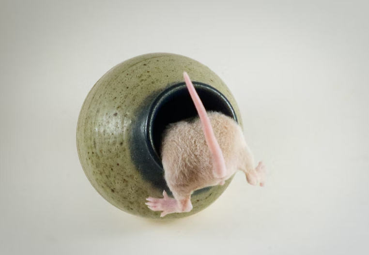 How To Get Rid Of Rat Without Killing Them