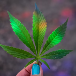 Benefits of the Legalization of Cannabis