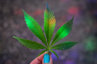 Benefits of the Legalization of Cannabis