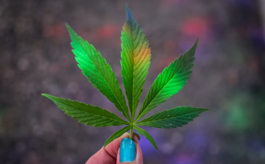 Benefits of the Legalization of Cannabis