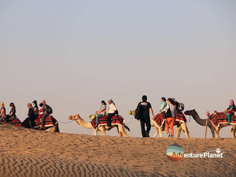  The Desert Safari Camel Ride
