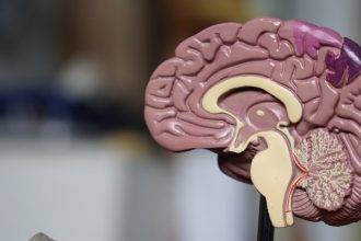 Consider your brain a cut above the rest?