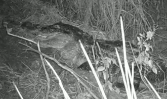 8-foot alligator
