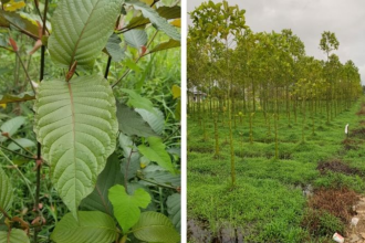 Kratom Shot Benefits vs. Side Effects: Is It Safe?