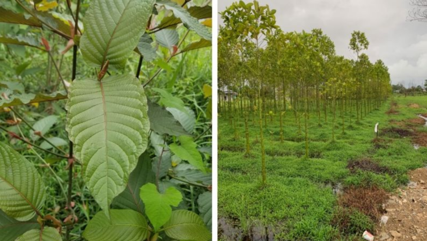 Kratom Shot Benefits vs. Side Effects: Is It Safe?