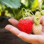 5 Plants You Should Try with Hydroponics Today