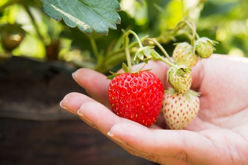 5 Plants You Should Try with Hydroponics Today
