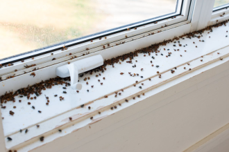 tiny Black Bugs In House Near Window