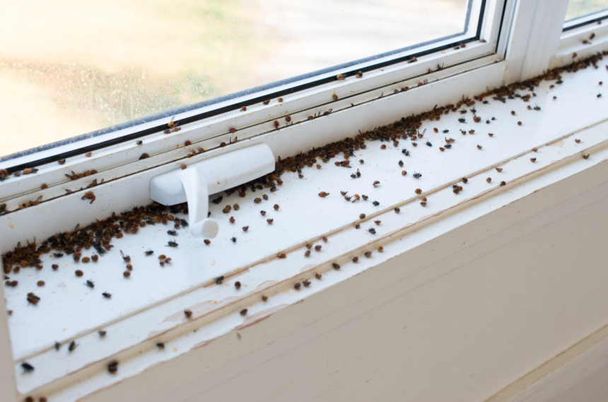 tiny Black Bugs In House Near Window