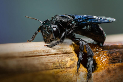 How to get rid of Carpenter Bees using  WD-40