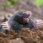 How to get rid of Ground moles with Dawn soap