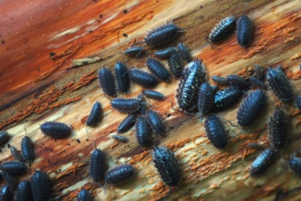 Common House Small Brown bugs