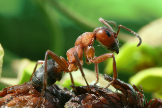 How to get rid of Piss Ant