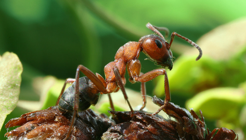 How to get rid of Piss Ant