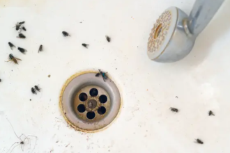 Tiny Bugs in Bathroom and How to Get Rid of them