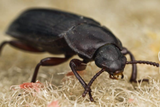5 Tiny Black Beetles In the House