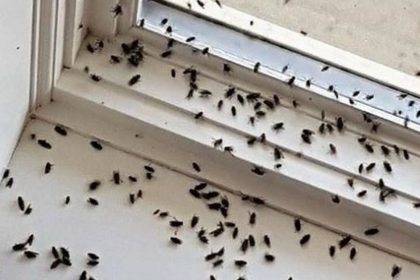 Why Are Tiny Black Bugs In House Near Window