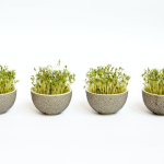 How To Grow Your Own Healthy Greens