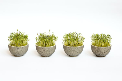How To Grow Your Own Healthy Greens