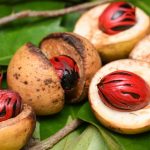 Nutmeg Vs Tree Nut what is the difference?