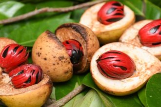 Nutmeg Vs Tree Nut what is the difference?