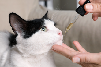 Things You Should Know About Giving CBD to Your Cat