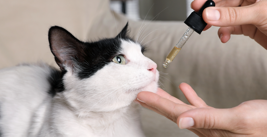 Things You Should Know About Giving CBD to Your Cat