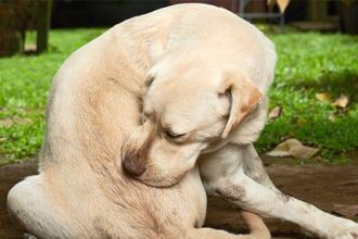 ways of Protecting Your Dog From Sand Fleas