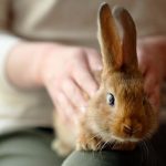 All you need to know about rabbit pet care?