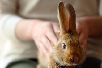 All you need to know about rabbit pet care?