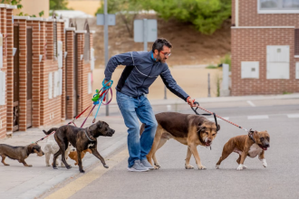 How to Start Dog Walking Business