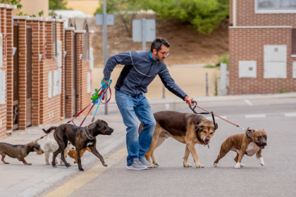 How to Start Dog Walking Business