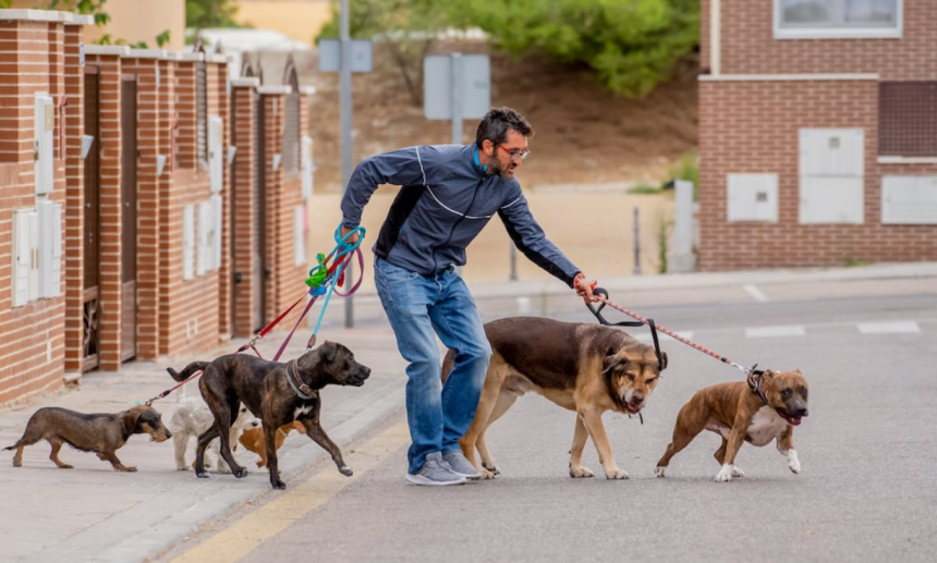 How to Start Dog Walking Business
