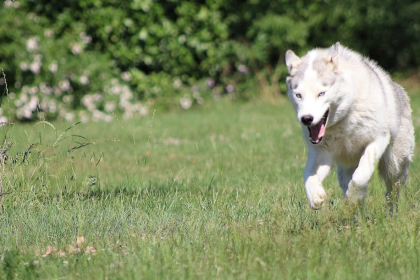 How Fast Can A Siberian Husky Run