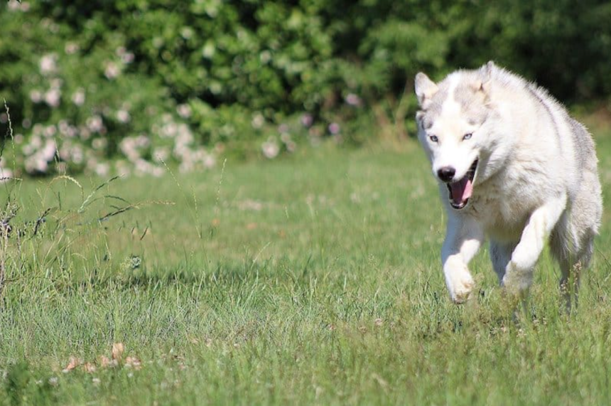 How Fast Can A Siberian Husky Run