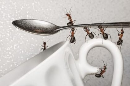 Ants in kitchen