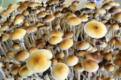 Blue Meanie mushroom spores