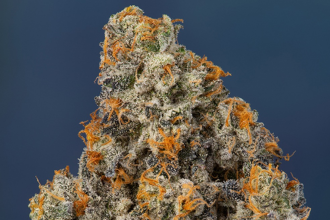 Gelato 41 – A Guide to What to Expect and Where to Buy