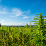 Hemp Flower Guide: Health Benefits, Uses, And Dosage