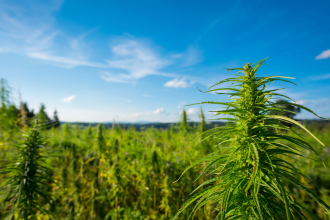 Hemp Flower Guide: Health Benefits, Uses, And Dosage