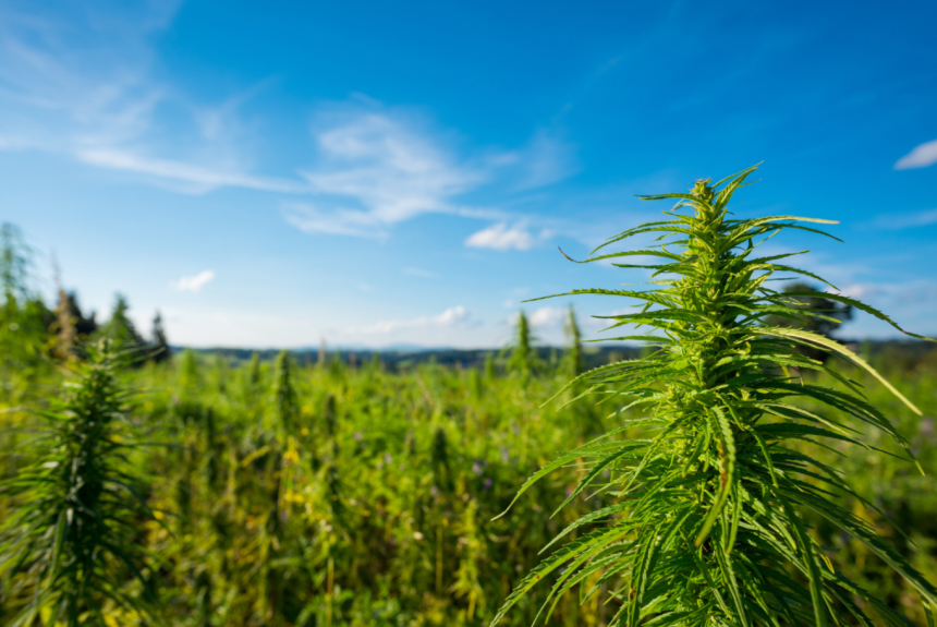 Hemp Flower Guide: Health Benefits, Uses, And Dosage