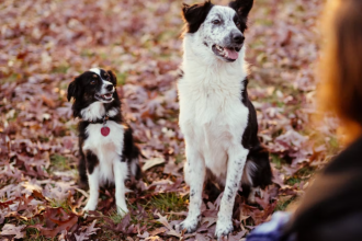 Diseases Your Dog Can Get From Socializing: How To Prevent It