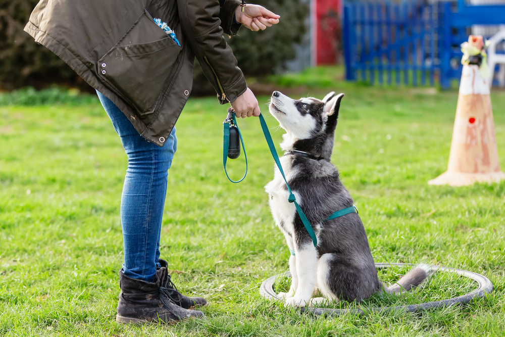 3 Benefits Of Training Your Dog Using Positive Reinforcement