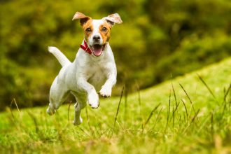 3 Benefits Of Training Your Dog Using Positive Reinforcement