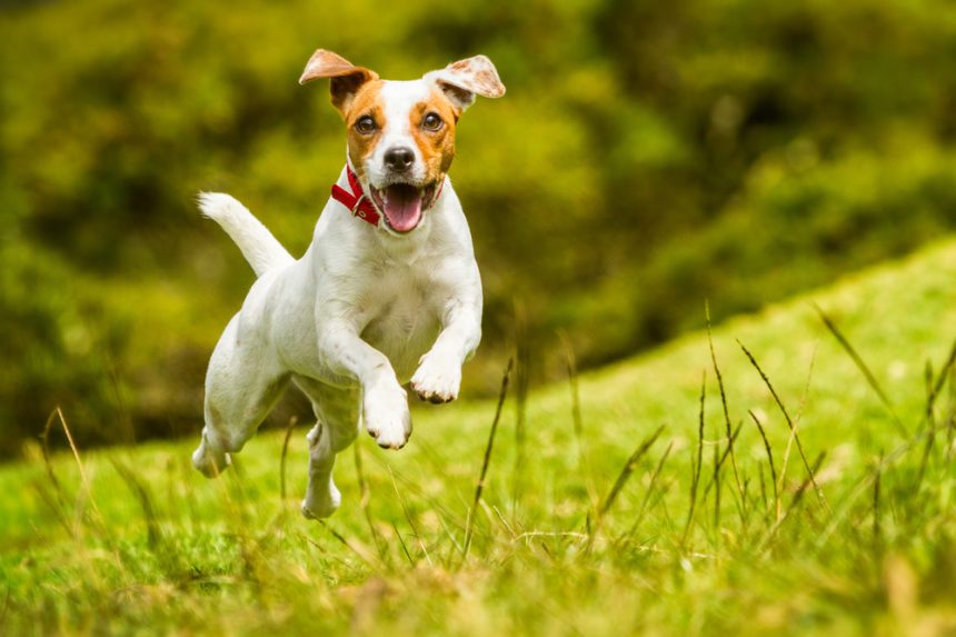 3 Benefits Of Training Your Dog Using Positive Reinforcement
