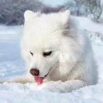 Dogs eating snow