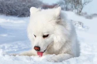 Dogs eating snow